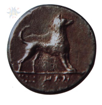 Moneta cane Cirneco